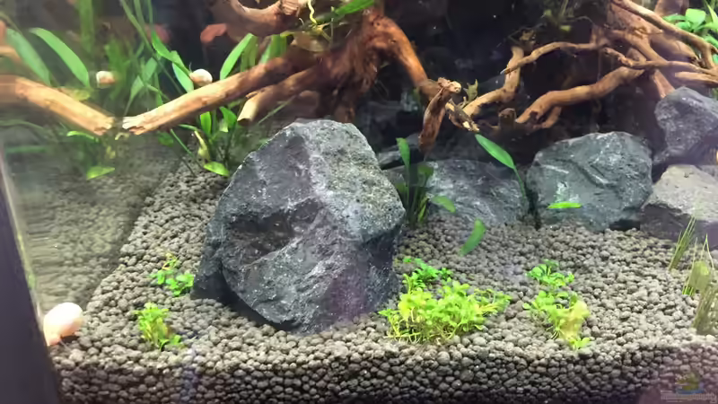 Pflanzen im Aquarium Garnelen Cube von DL (18)