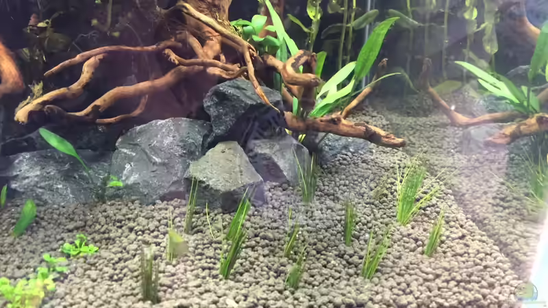 Pflanzen im Aquarium Garnelen Cube von DL (19)