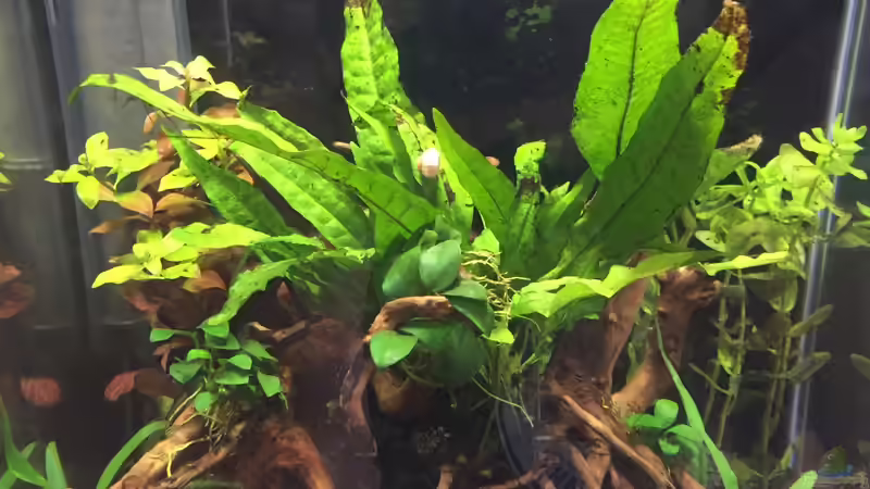 Pflanzen im Aquarium Garnelen Cube von DL (20)