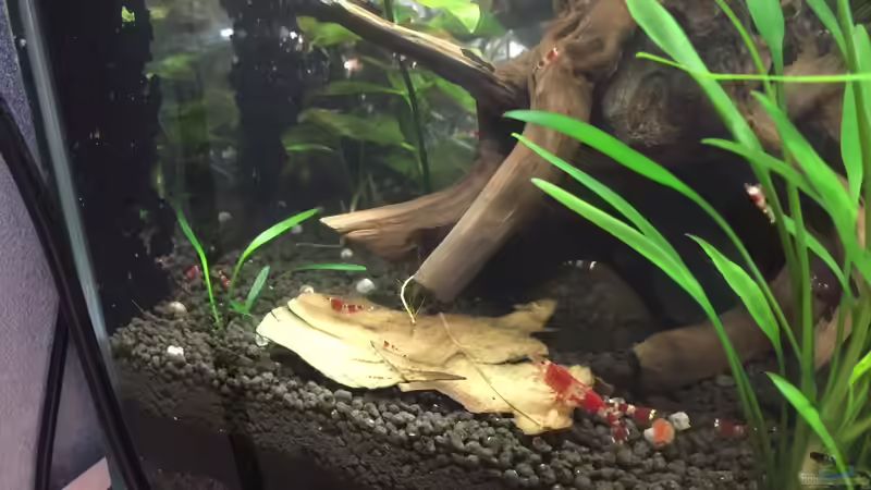 Pflanzen im Aquarium Garnelen Cube von DL (21)