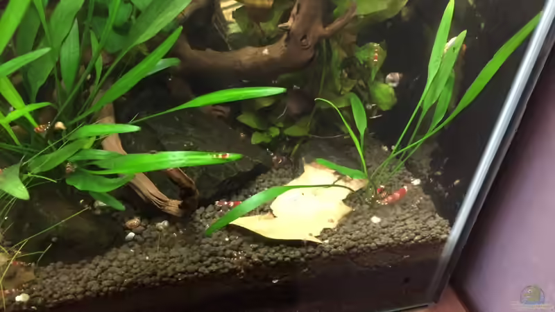 Pflanzen im Aquarium Garnelen Cube von DL (22)