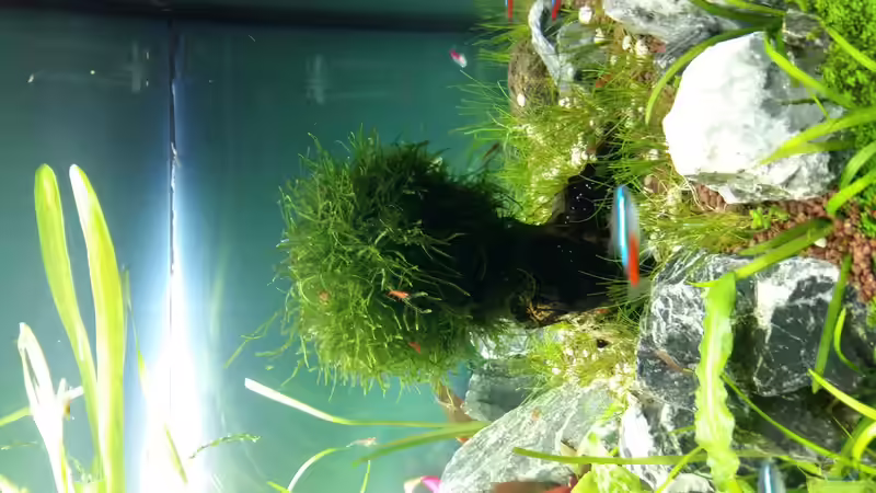 Pflanzen im Aquarium Garnelen Heimat von Spawngrow (23)