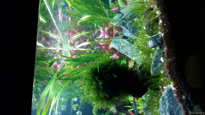 Pflanzen im Aquarium Garnelen Heimat von Spawngrow (24)