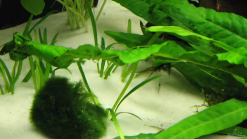 Pflanzen im Aquarium Garnelen-Tempel by Malawifreak von Malawifreak (10)