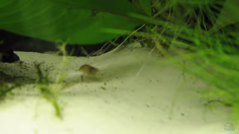 Pflanzen im Aquarium Garnelen-Tempel by Malawifreak von Malawifreak (12)