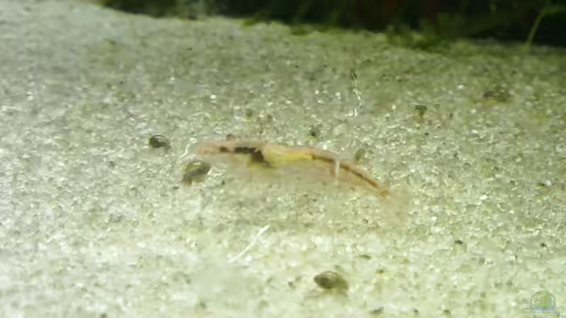 Pflanzen im Aquarium Garnelen-Tempel by Malawifreak von Malawifreak (14)