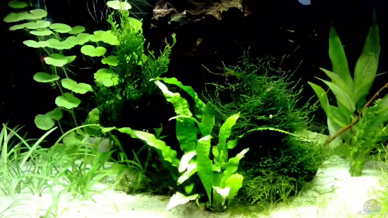 Pflanzen im Aquarium Garnelen-Tempel by Malawifreak von Malawifreak (15)