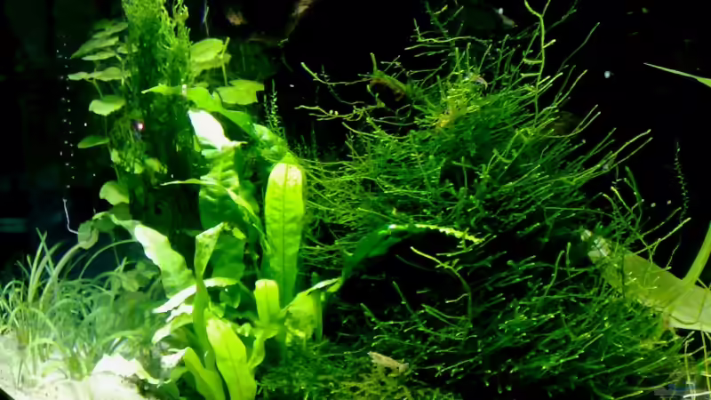 Pflanzen im Aquarium Garnelen-Tempel by Malawifreak von Malawifreak (16)