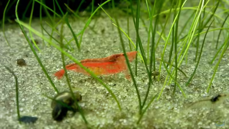 Pflanzen im Aquarium Garnelen-Tempel by Malawifreak von Malawifreak (17)
