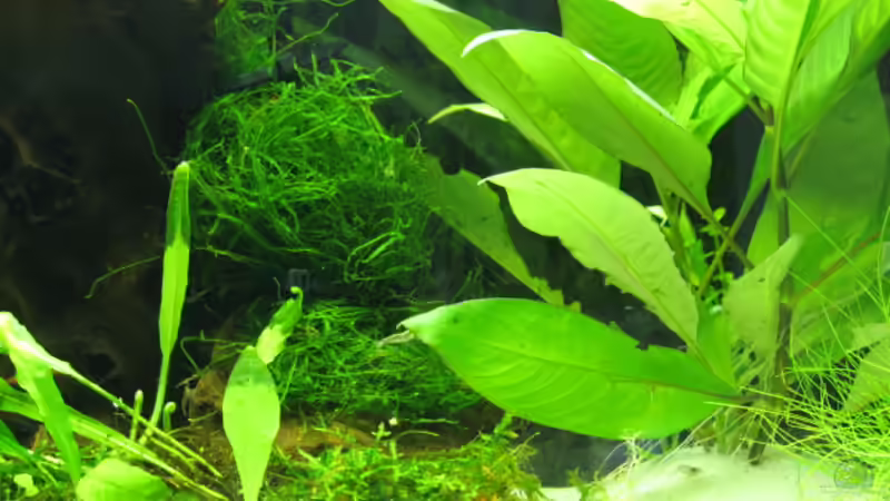 Pflanzen im Aquarium Garnelen-Tempel by Malawifreak von Malawifreak (3)