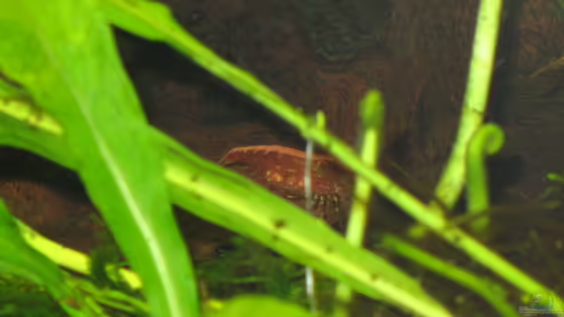 Pflanzen im Aquarium Garnelen-Tempel by Malawifreak von Malawifreak (5)