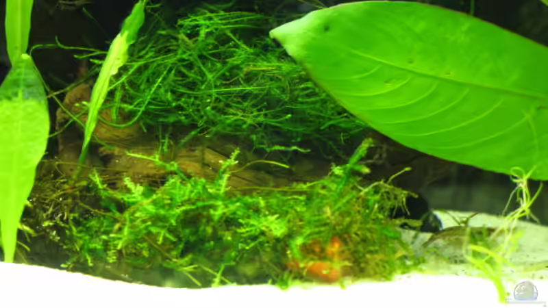 Pflanzen im Aquarium Garnelen-Tempel by Malawifreak von Malawifreak (7)