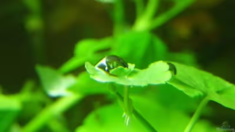 Pflanzen im Aquarium Garnelenbecken von Matzemania (3)