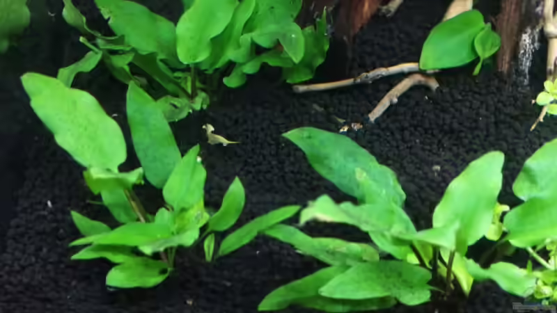 Pflanzen im Aquarium Garnelenbecken von Sprutz1973 (10)