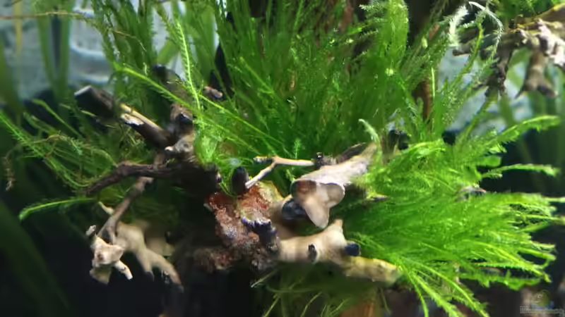 Pflanzen im Aquarium Garnelenbecken von Sprutz1973 (11)