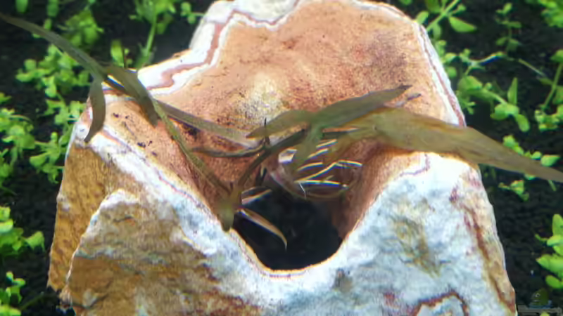 Pflanzen im Aquarium Garnelenbecken von Sprutz1973 (12)