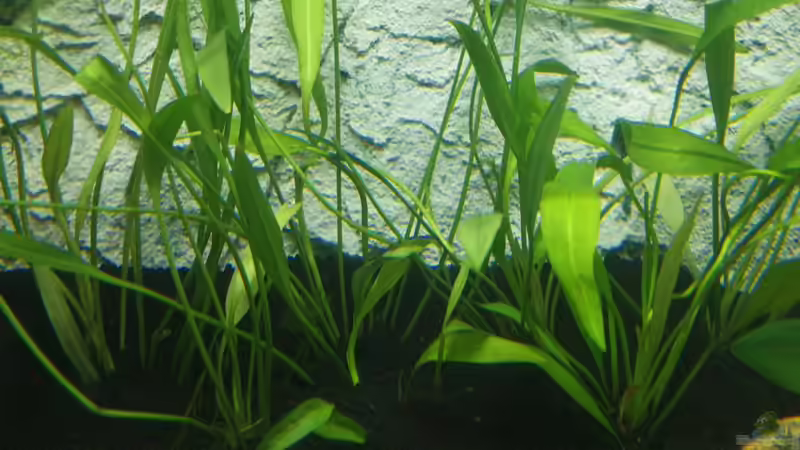 Pflanzen im Aquarium Garnelenbecken von Sprutz1973 (13)