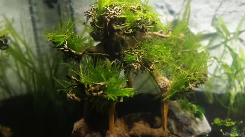 Pflanzen im Aquarium Garnelenbecken von Sprutz1973 (4)