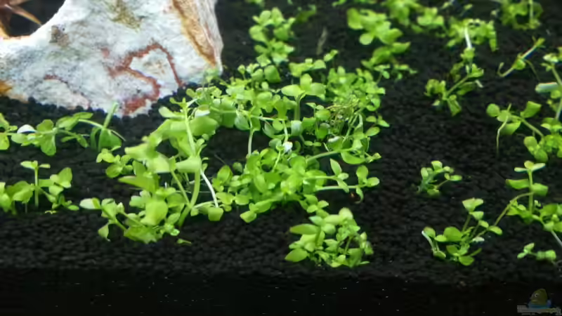 Pflanzen im Aquarium Garnelenbecken von Sprutz1973 (6)