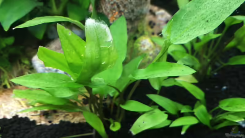 Pflanzen im Aquarium Garnelenbecken von Sprutz1973 (8)