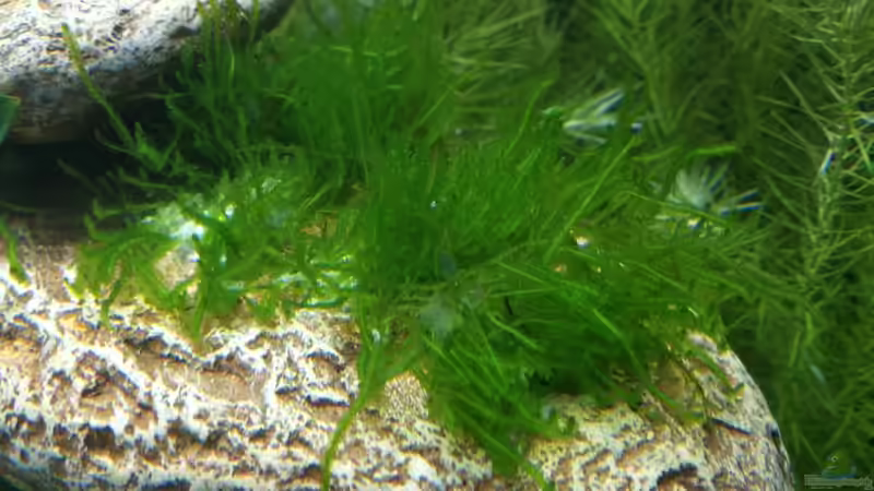 Pflanzen im Aquarium Garnelenbecken von Sprutz1973 (9)