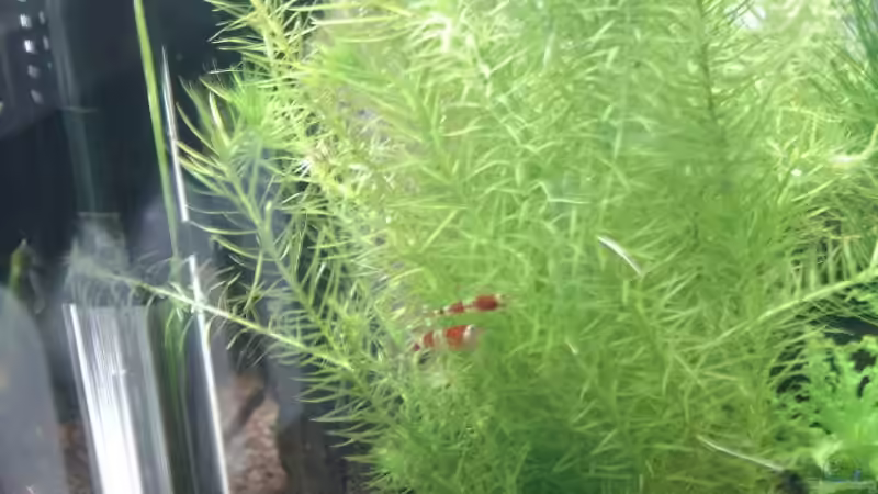 Pflanzen im Aquarium Garnelenbecken von Timo10 (4)