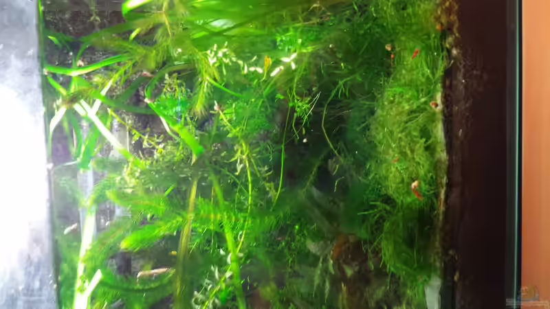 Pflanzen im Aquarium Garni Becken von Aqua (3)