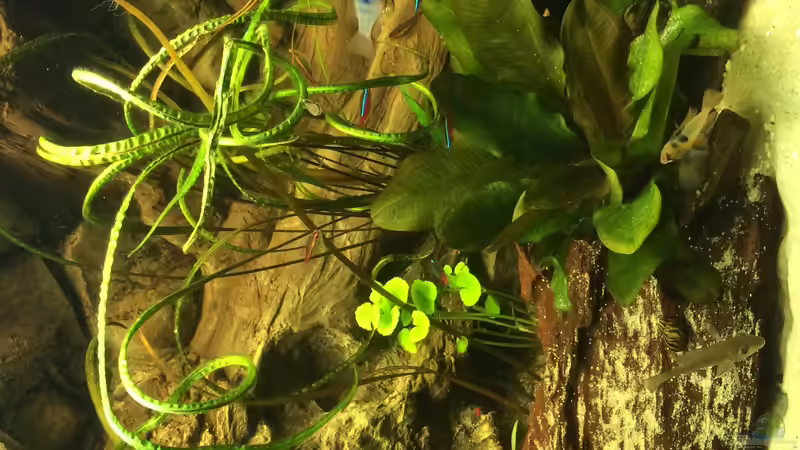 Pflanzen im Aquarium Geophagus Proximus von Captain Gü (23)
