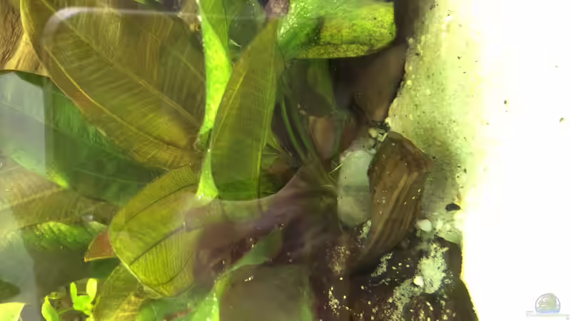 Pflanzen im Aquarium Geophagus Proximus von Captain Gü (24)