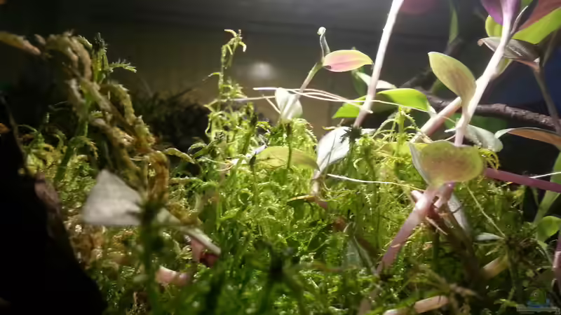 Pflanzen im Aquarium Geosesarma hagen Terrarium von Tobias Seiffert (2)