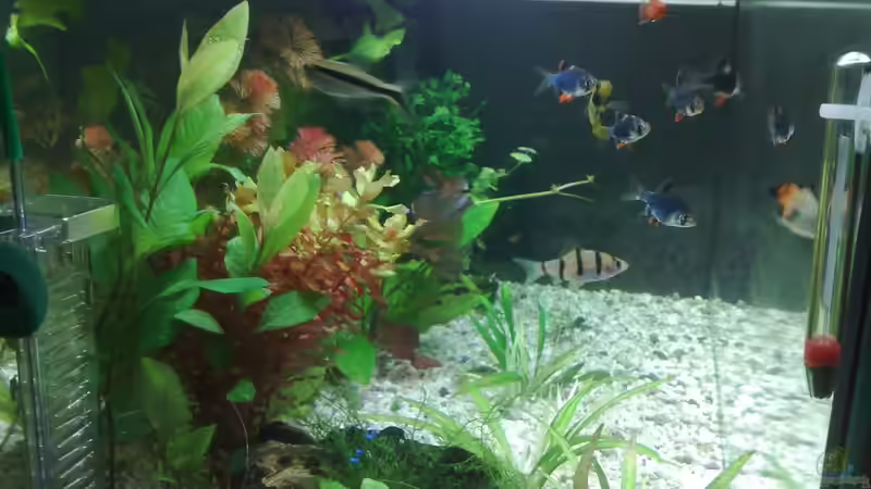 Pflanzen im Aquarium Gesellen unter sich von Kellllller (2)
