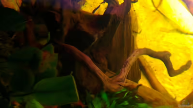 Pflanzen im Aquarium Gesellschafftsbecken Südamerika(nur noch als Bsp.) von Biffty (46)