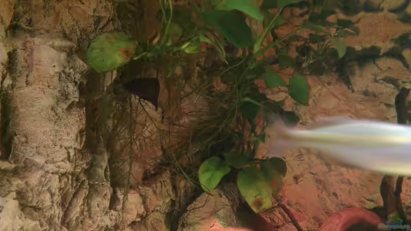 Pflanzen im Aquarium Gesellschafftsbecken Südamerika(nur noch als Bsp.) von Biffty (47)