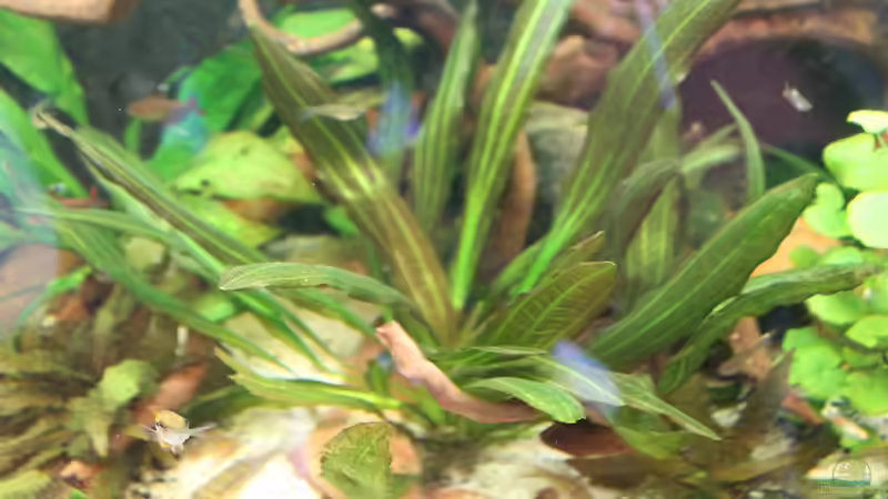 Pflanzen im Aquarium Gesellschaft 180 von Joel-Angus (10)