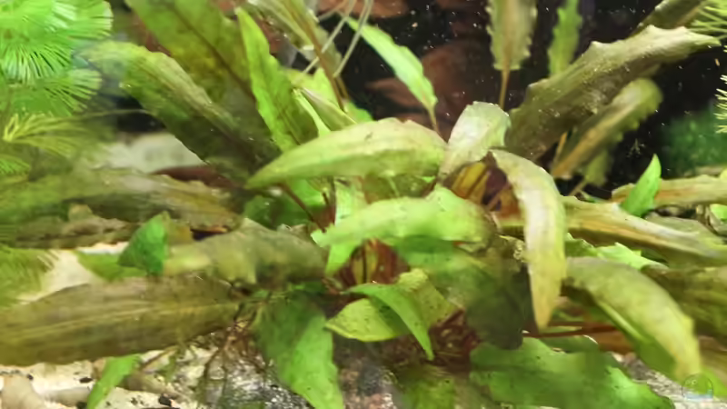 Pflanzen im Aquarium Gesellschaft 180 von Joel-Angus (6)