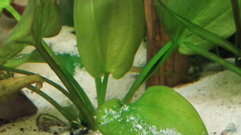 Pflanzen im Aquarium Gesellschaft 180 von Joel-Angus (8)