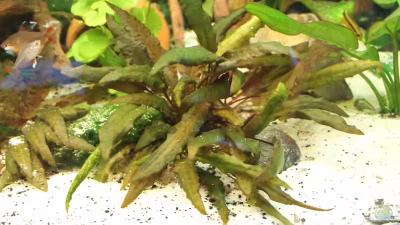 Pflanzen im Aquarium Gesellschaft 180 von Joel-Angus (9)