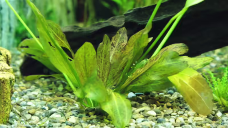 Pflanzen im Aquarium Gesellschaft in 180 Liter von MelliNelli (2)