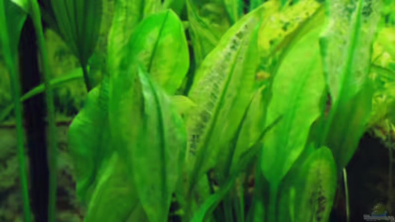 Pflanzen im Aquarium Gesellschaft in 180 Liter von MelliNelli (3)