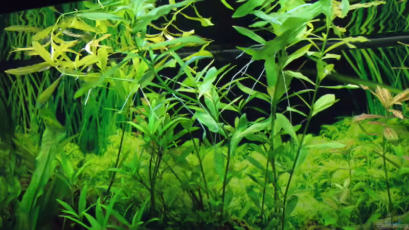 Pflanzen im Aquarium Gesellschaft in 180 Liter von MelliNelli (4)