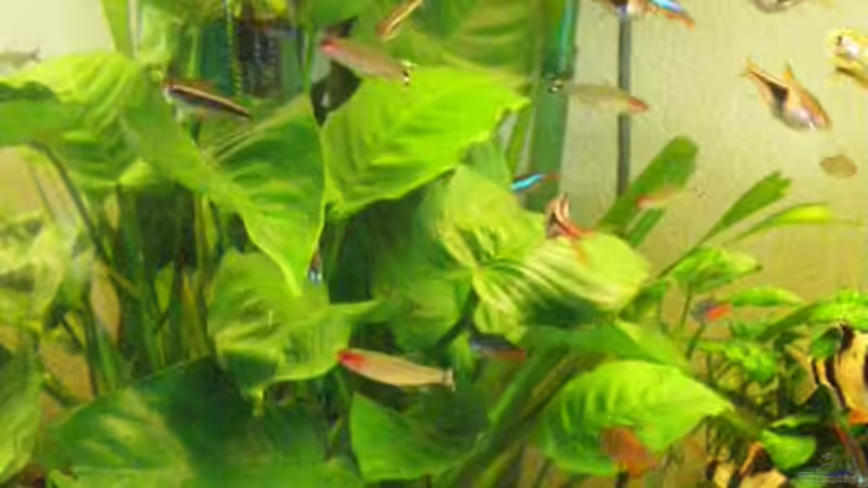 Pflanzen im Aquarium Gesellschaftsbecken 16157 von SeLo (7)