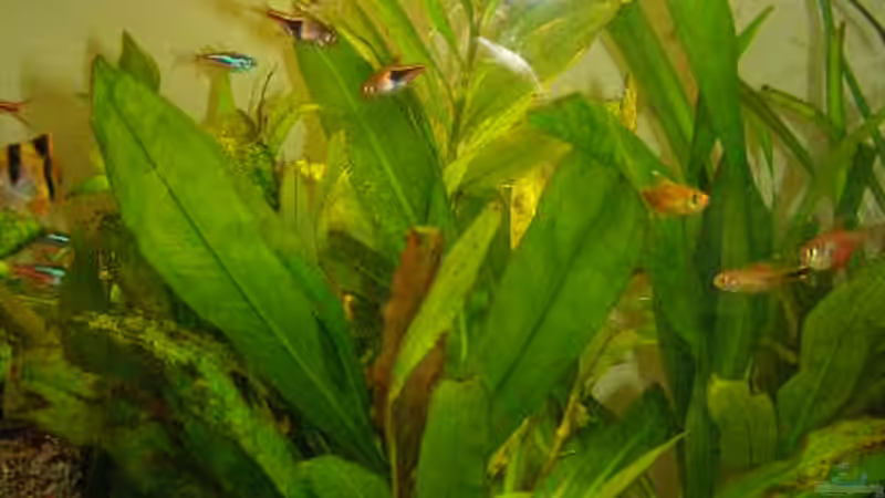 Pflanzen im Aquarium Gesellschaftsbecken 16157 von SeLo (8)