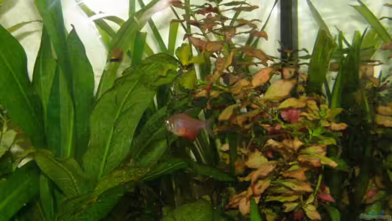 Pflanzen im Aquarium Gesellschaftsbecken 16157 von SeLo (9)