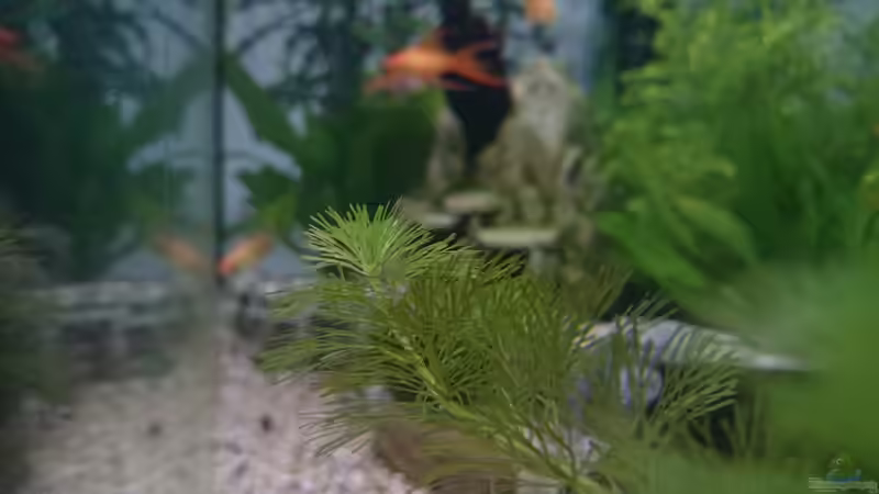 Pflanzen im Aquarium Gesellschaftsbecken 200 Liter von tobi2201 (7)