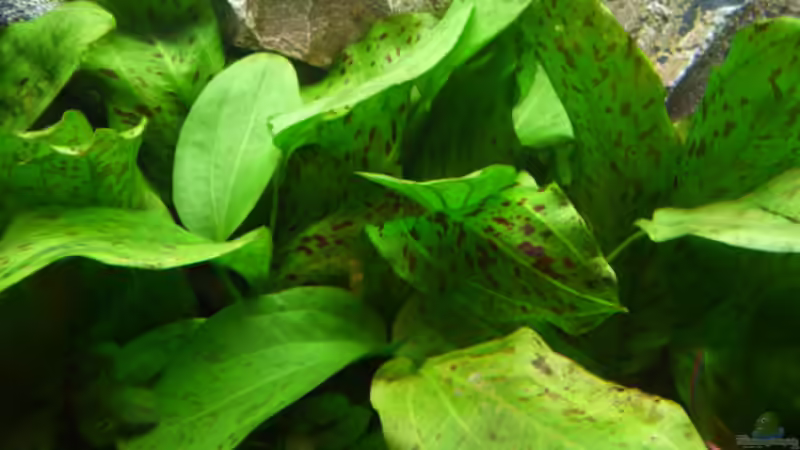 Pflanzen im Aquarium Gesellschaftsbecken Amazonas/Kongo von Hot Chili (4)