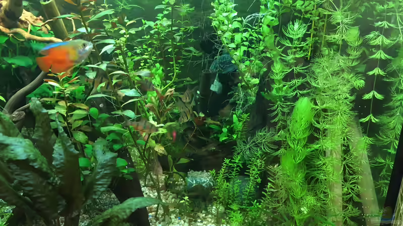 Pflanzen im Aquarium Gesellschaftsbecken Asia Style von Christian Bernreiter (15)