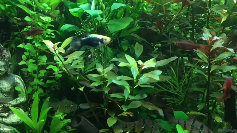 Pflanzen im Aquarium Gesellschaftsbecken Asia Style von Christian Bernreiter (18)