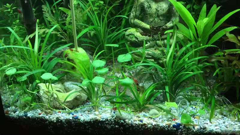 Pflanzen im Aquarium Gesellschaftsbecken Asia Style von Christian Bernreiter (19)