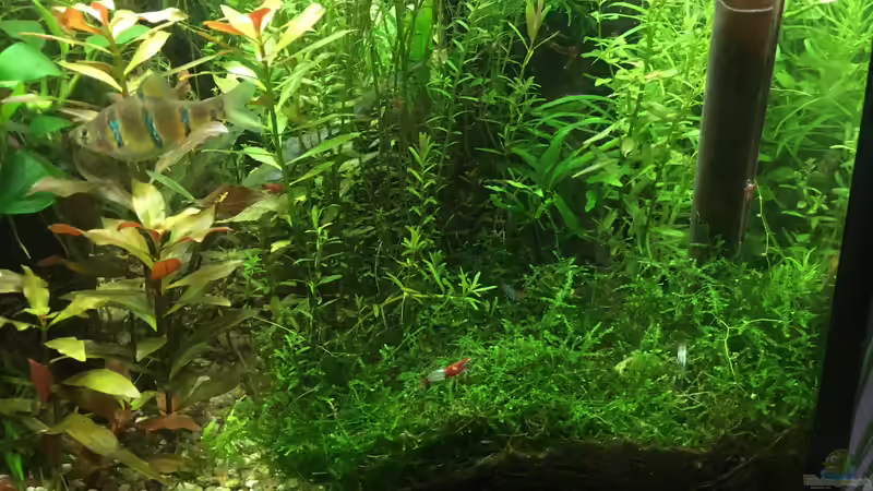 Pflanzen im Aquarium Gesellschaftsbecken Asia Style von Christian Bernreiter (20)