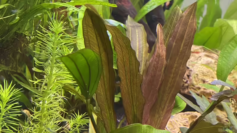 Pflanzen im Aquarium Gesellschaftsbecken Eheim Incpiria von Ottche (32)